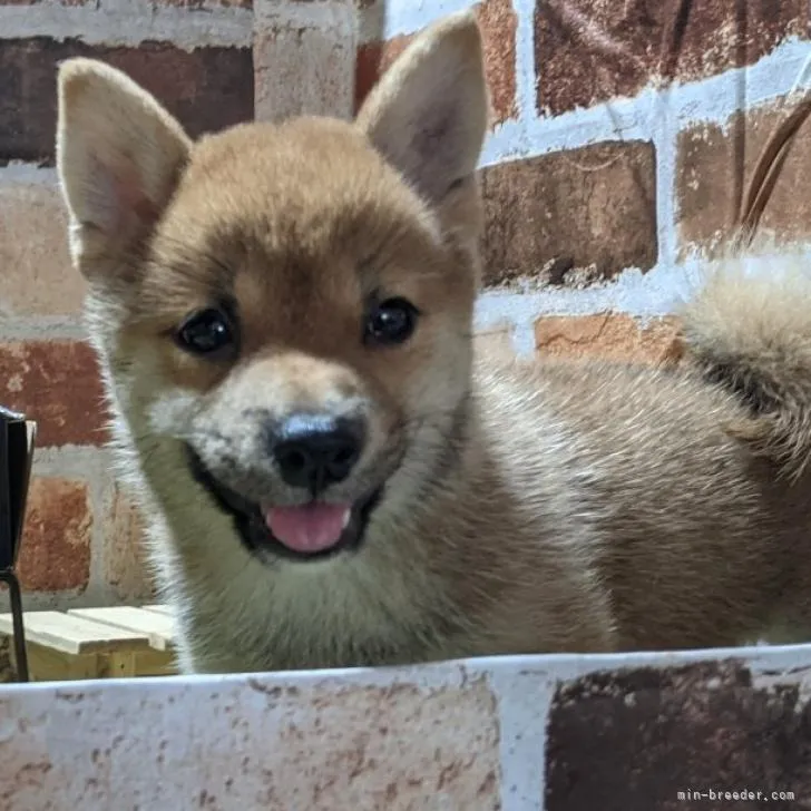 柴犬 (豆柴)