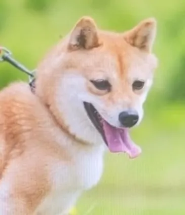 豆柴成長記録の嬉しいお便り