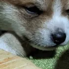 当犬舎の特徴